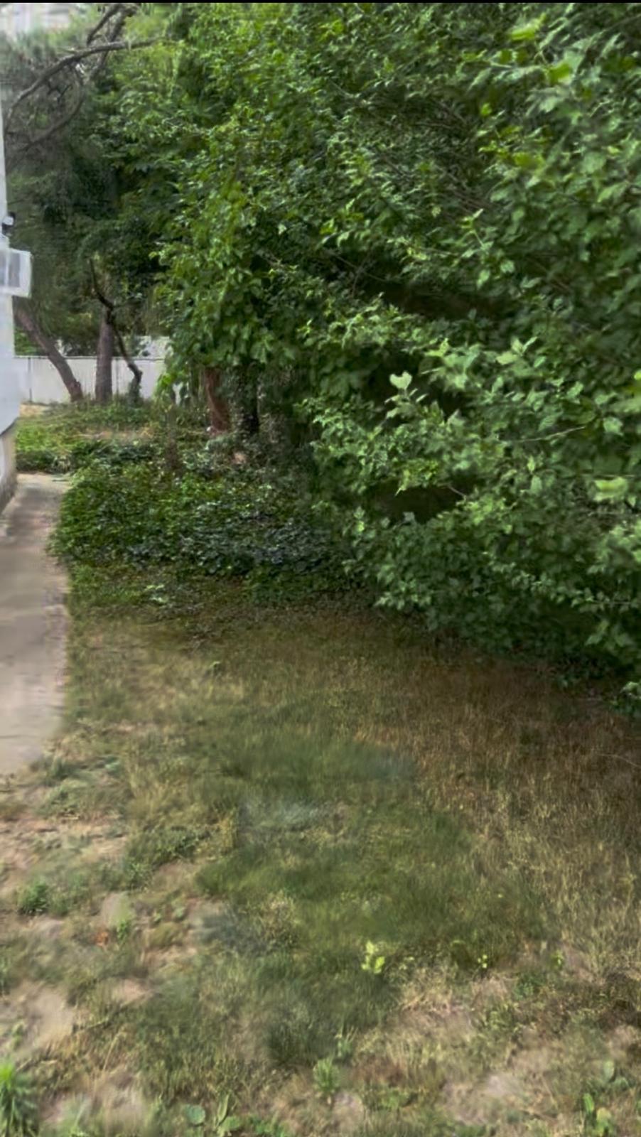 Weeds Clean Up — Before